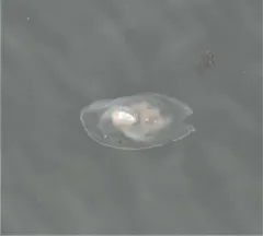 Common Moon Jelly thumbnail 2