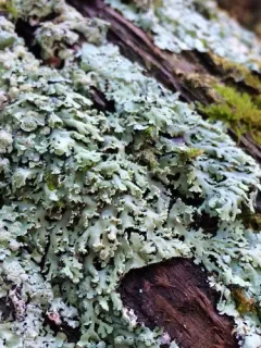 Obscure Shield Lichen thumbnail 3