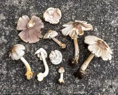 Agaricus pocillator thumbnail 2