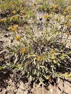 Rock Goldenrod thumbnail 3