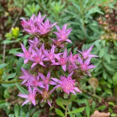 Caucasian Stonecrop thumbnail 4