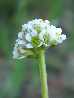 Diamondleaf Saxifrage thumbnail 3