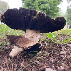 Horse Mushroom thumbnail 4