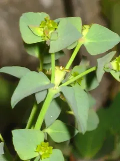 horned spurge thumbnail 4