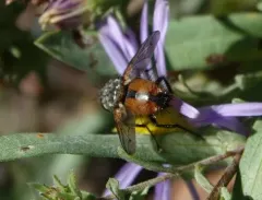 Peleteria rubescens thumbnail 4