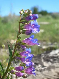 Cary's Beardtongue thumbnail 2