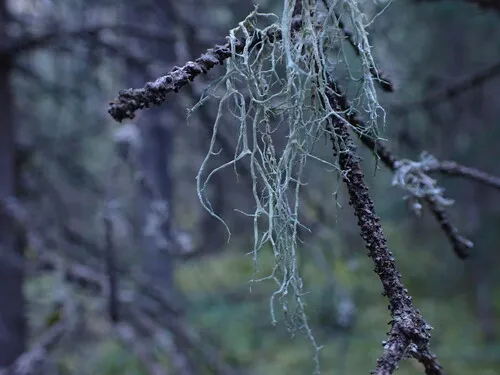 Mountain Oakmoss Lichen