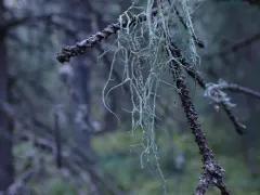 Mountain Oakmoss Lichen thumbnail 1