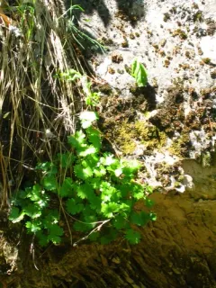 Hapeman's Coolwort thumbnail 4