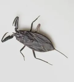 Nepa apiculata thumbnail 2