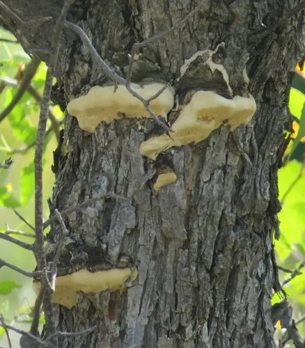 Perenniporia fraxinophila