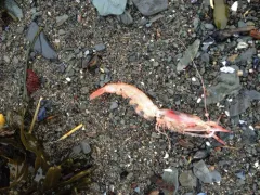 Pink Glass Shrimp thumbnail 2