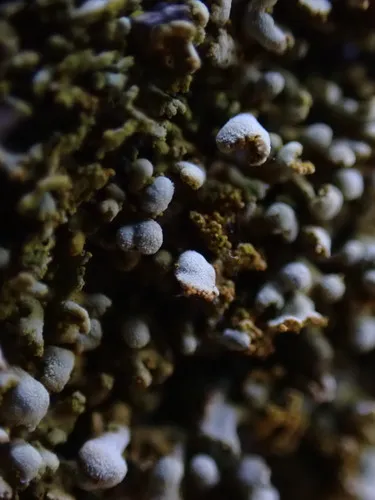 Xanthomendoza mendozae