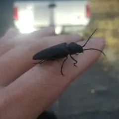 Arhopalus asperatus thumbnail 3