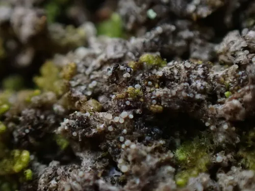 Puttea margaritella