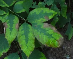 Mycosphaerella fraxinicola thumbnail 2