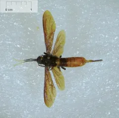 Black-and-red Horntail thumbnail 2