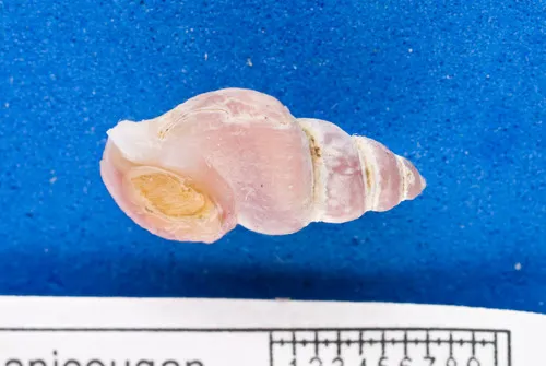 Rosy Northern Dovesnail
