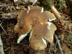 Russula viridofusca thumbnail 1