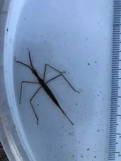 Ranatra kirkaldyi thumbnail 3