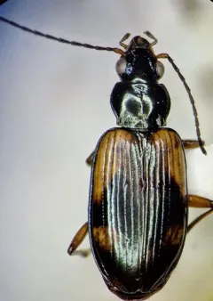 Bembidion erosum thumbnail 2