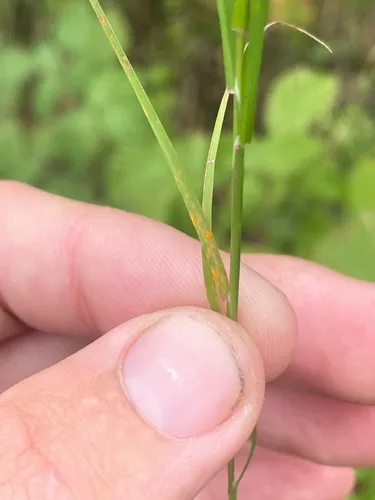 Puccinia triticina