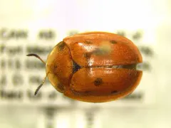 Blacklegged Tortoise Beetle thumbnail 2