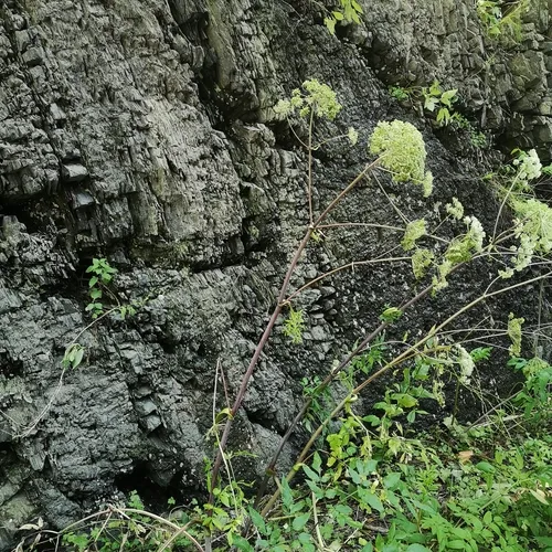 Wild Angelica