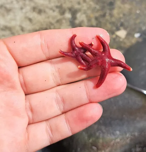 Northern Blood Star