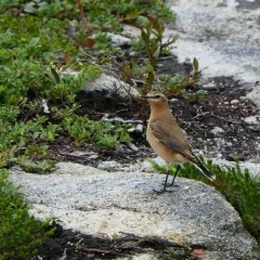 Northern Wheatear thumbnail 4