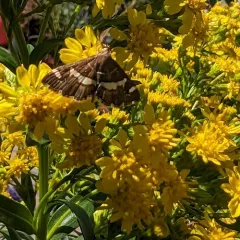 Hawaiian Beet Webworm Moth thumbnail 3