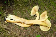 Gymnopilus voitkii thumbnail 1