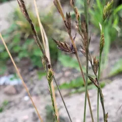 Rye Ergot thumbnail 3