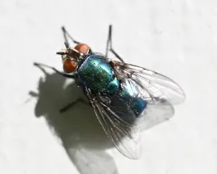 Lucilia thatuna thumbnail 3