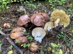 Suillus subalpinus thumbnail 4