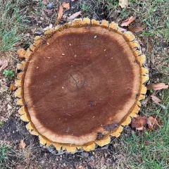 Amur Corktree thumbnail 4