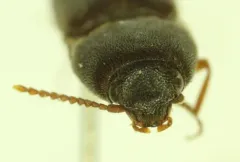 Opaque Click Beetle thumbnail 4