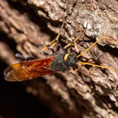 California Horntail thumbnail 4