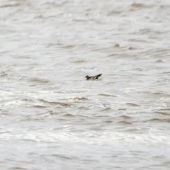 Leach's Storm-Petrel thumbnail 4