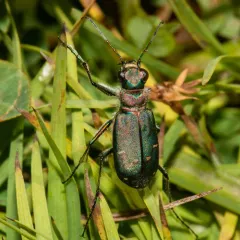 Dispirited Tiger Beetle thumbnail 4
