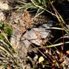 littleleaf alumroot thumbnail 3