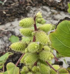 Beach Cocklebur thumbnail 2
