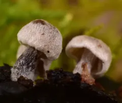 Silky Piggyback thumbnail 4
