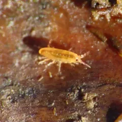 Pacific beach hopper thumbnail 1