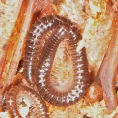 Furry Snake Millipede thumbnail 4
