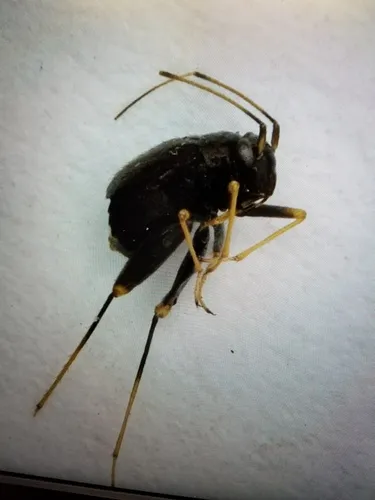 Halticus apterus
