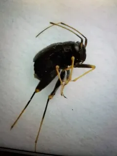 Halticus apterus thumbnail 1