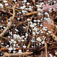 Lentil Shanklet thumbnail 3
