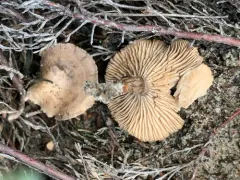 Rhodocybe tugrulii thumbnail 4