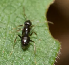Northern Crazy Ant thumbnail 4